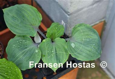 Hosta Plum Delicious