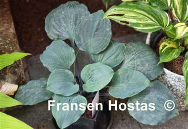 Hosta Plum Delicious