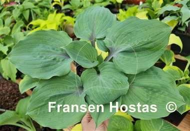 Hosta Plum Delicious