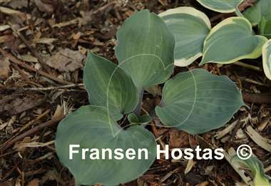 Hosta Plum Delicious
