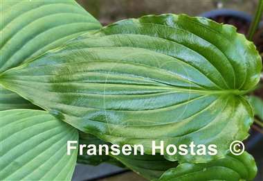 Hosta Plum Nutty