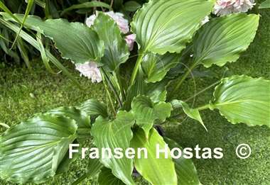 Hosta Plum Nutty