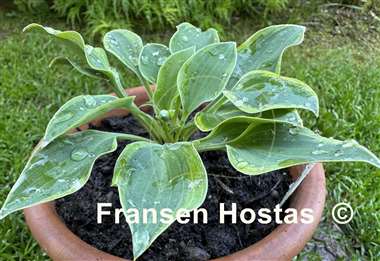 Hosta Poco Pete