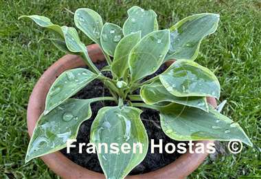 Hosta Poco Pete