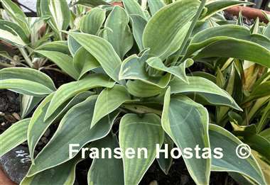 Hosta Poco Pete