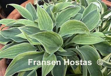 Hosta Poco Pete
