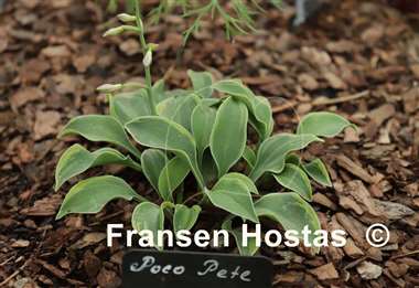 Hosta Poco Pete
