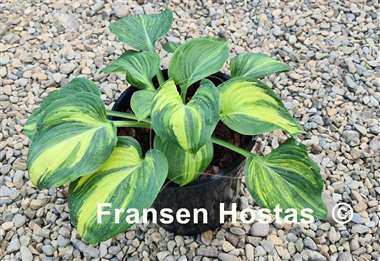 Hosta Poison Dart Frog