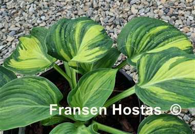 Hosta Poison Dart Frog