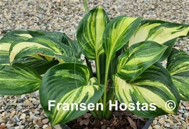 Hosta Poison Dart Frog