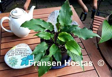 Hosta Pondering Parsippany