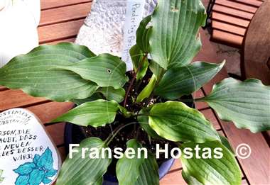 Hosta Pondering Parsippany