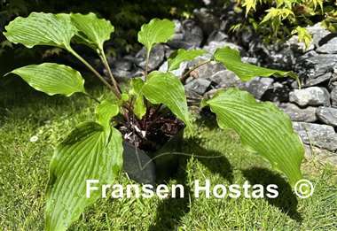 Hosta Pondering Parsippany