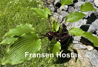 Hosta Pondering Parsippany