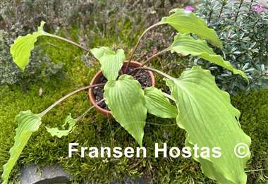 Hosta Pondering Parsippany