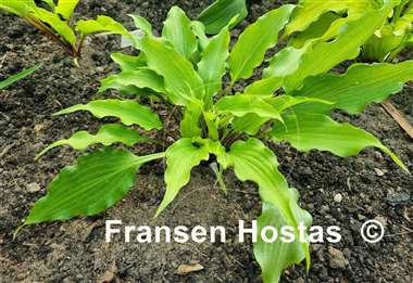 Hosta Pondering Parsippany