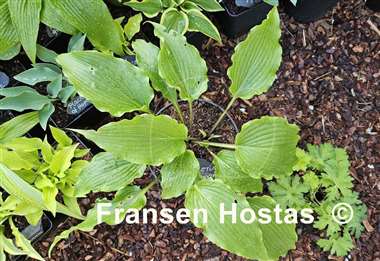 Hosta Pondering Parsippany