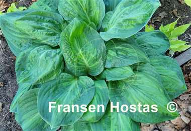 Hosta Potomac Glory