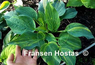 Hosta Powder Keg