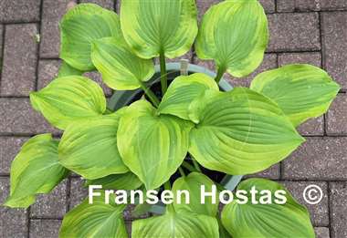 Hosta Prairie Magic