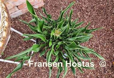 Hosta Praying Hands