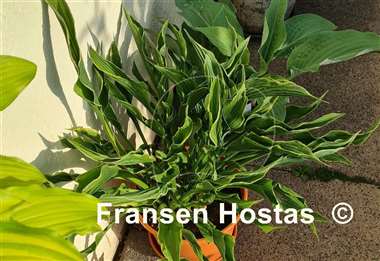 Hosta Praying Hands