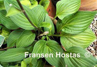 Hosta Pretty Flamingo