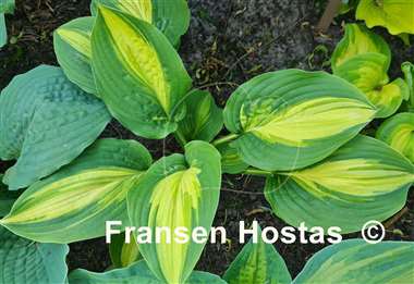 Hosta Prime Meridian