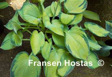 Hosta Princess Anastacia