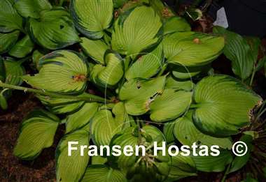 Hosta Princess Anastacia