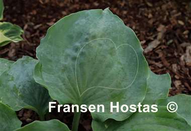 Hosta Private Dancer