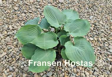 Hosta Private Dancer
