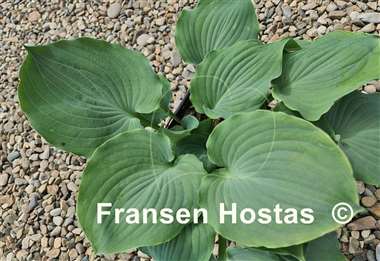 Hosta Private Dancer