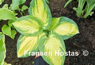 Hosta Prom Queen