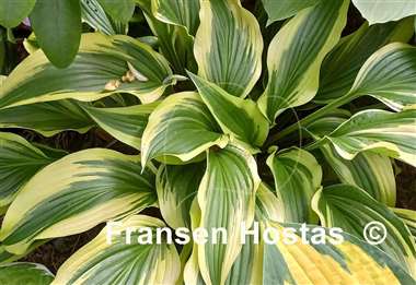 Hosta Proud Sentry