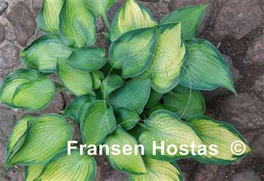 Hosta Punky