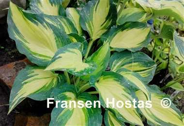 Hosta Pure Intensions