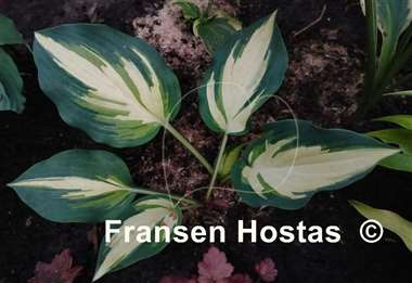 Hosta Pure Intensions