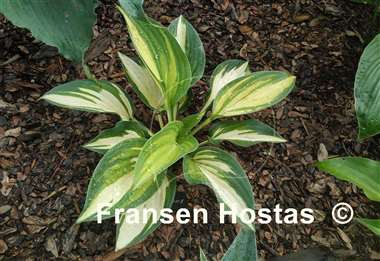 Hosta Pure Intensions