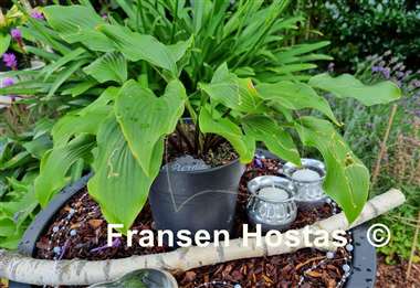 Hosta Purple Glory