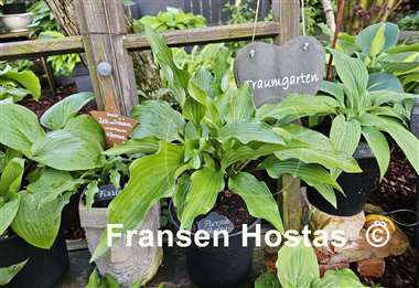 Hosta Purple Glory