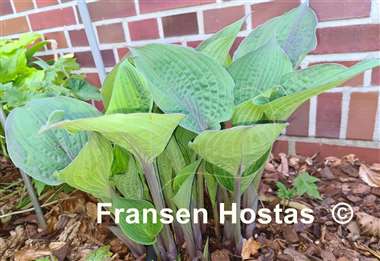 Hosta Purple Haze