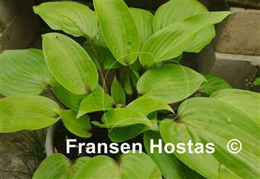 Hosta Purple Heart