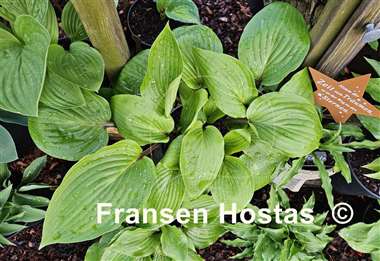 Hosta Purple Heart