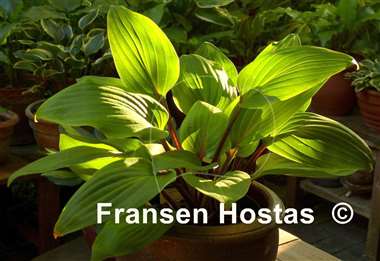 Hosta Purple Heart