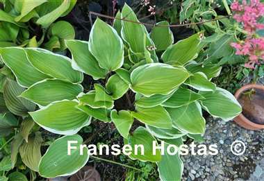 Hosta Purple Sun