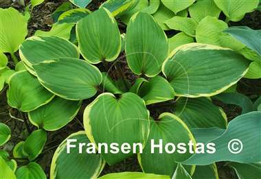 Hosta Purple Sun
