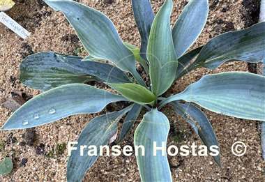 Hosta Purple Verticulated Elf