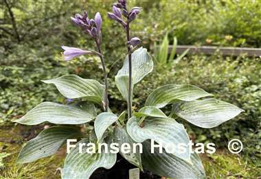 Hosta Purple Verticulated Elf
