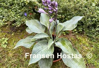 Hosta Purple Verticulated Elf
